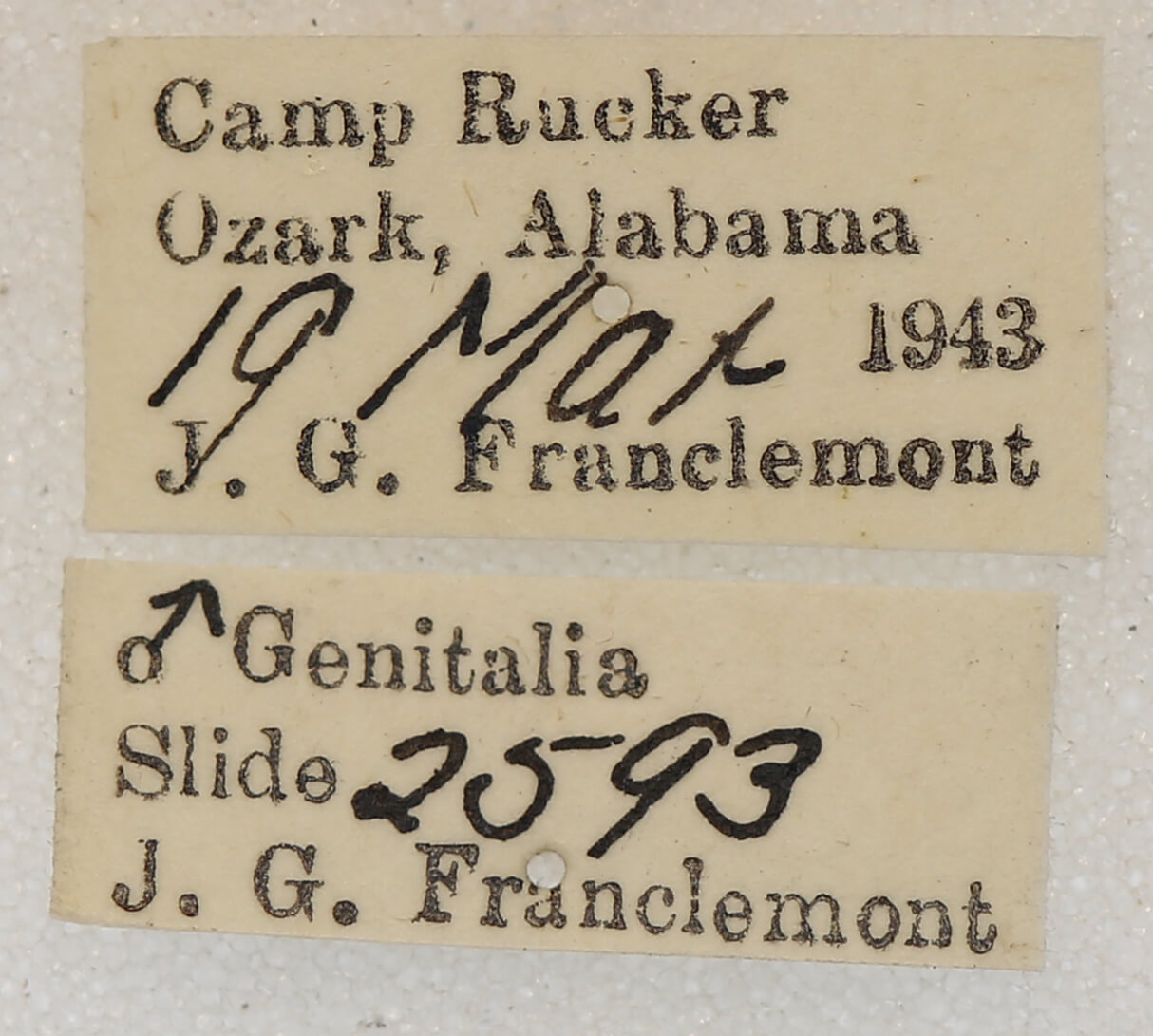 label view of adult Euchlaena pectinaria