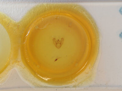 slide view of adult Euchlaena marginaria