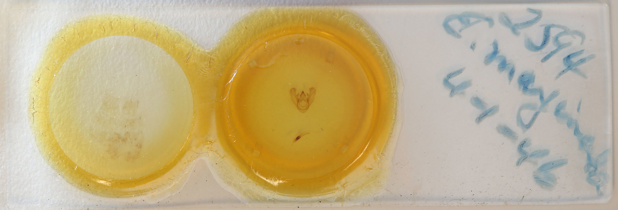 slide view of adult Euchlaena marginaria