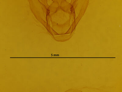 genitalia view of adult Euchlaena marginaria
