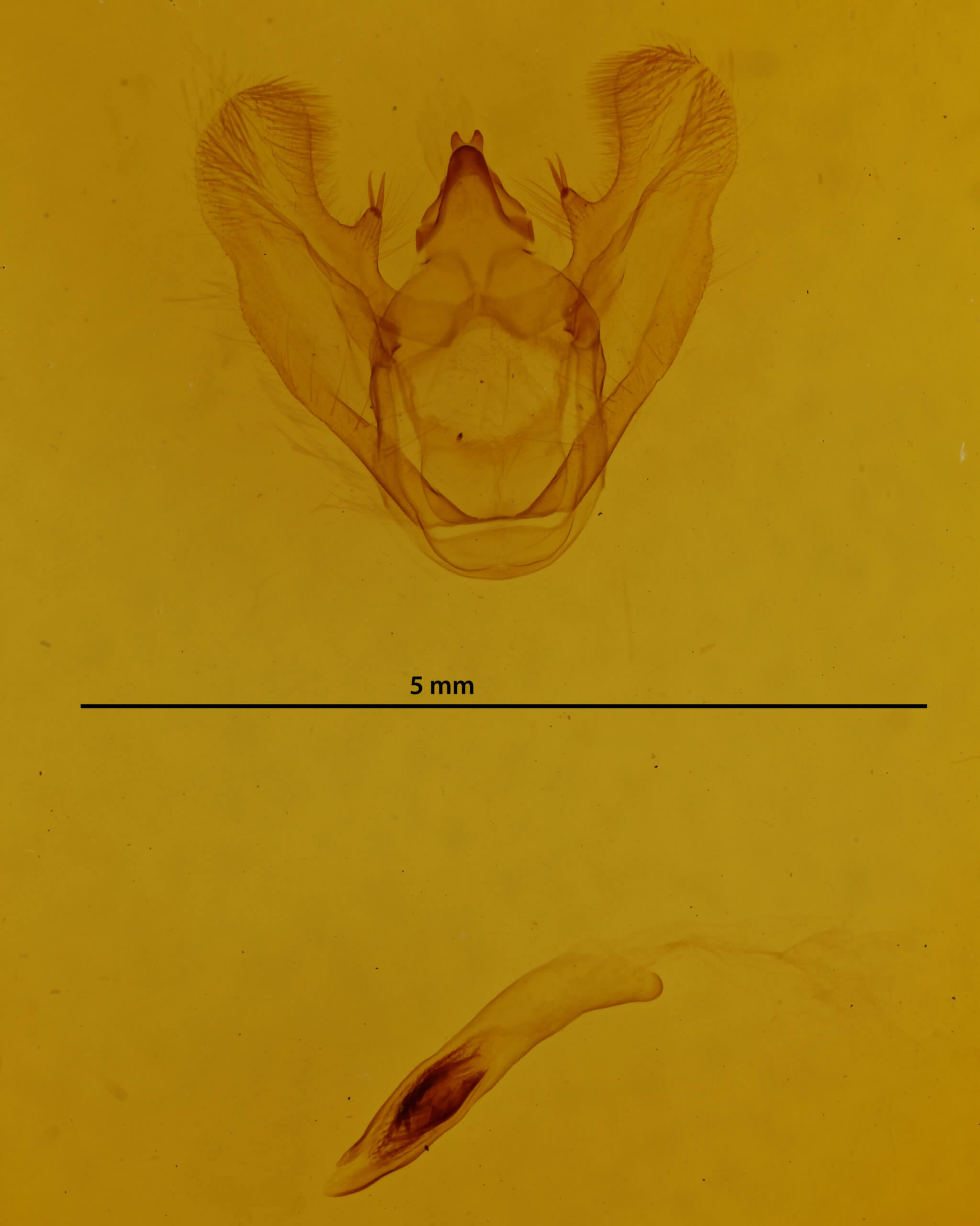 genitalia view of adult Euchlaena marginaria