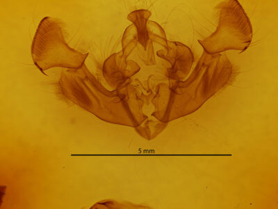 genitalia view of adult Apamea cariosa