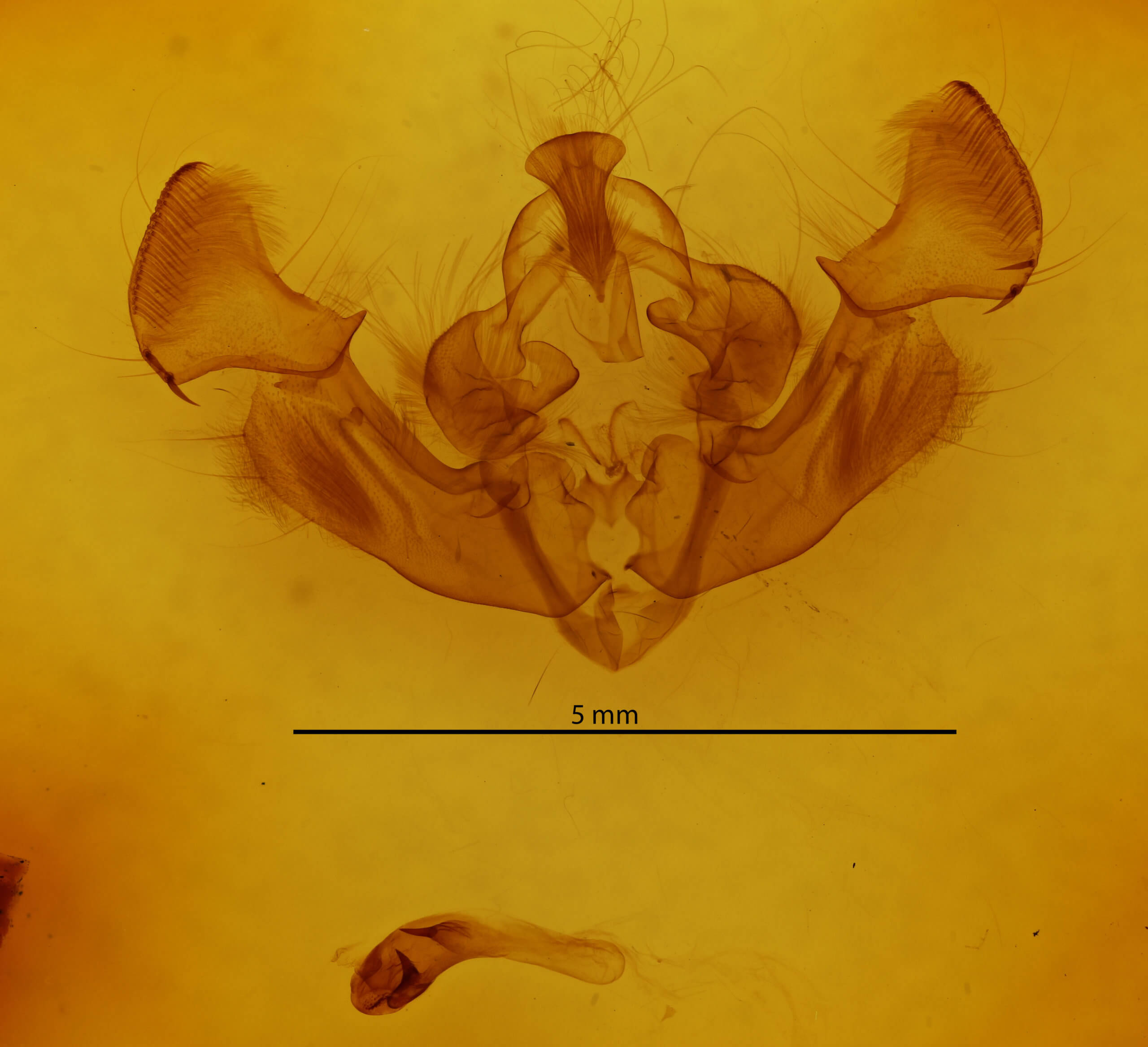 genitalia view of adult Apamea cariosa