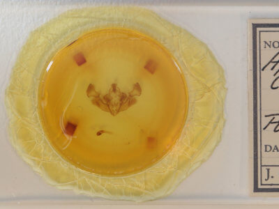 slide view of adult Apamea cariosa