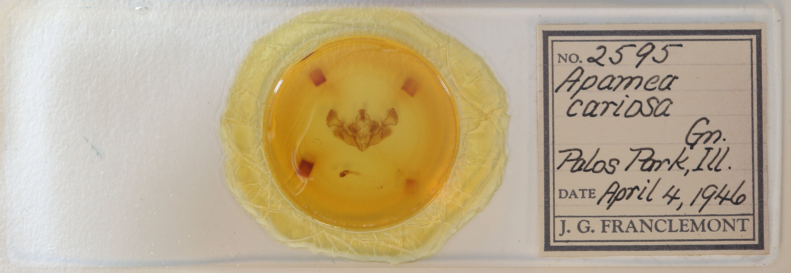 slide view of adult Apamea cariosa