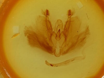 genitalia view of adult Tiracola plagiata