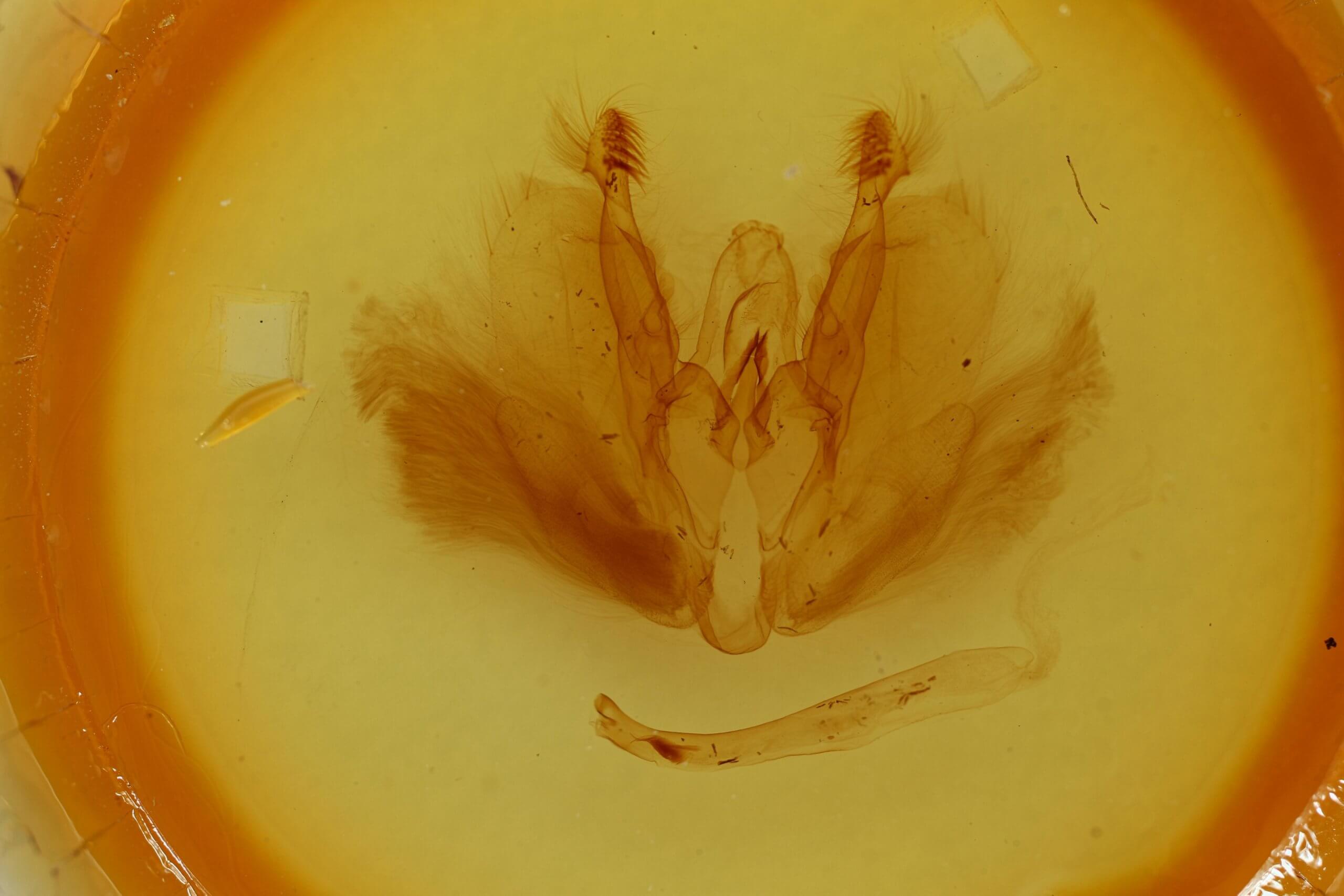 genitalia view of adult Tiracola plagiata