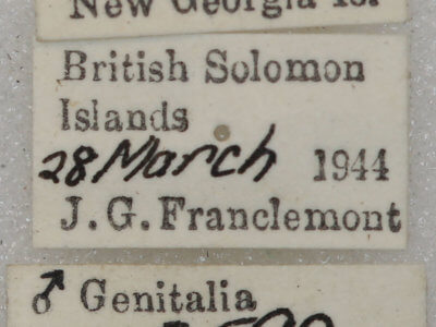 label view of adult Tiracola plagiata