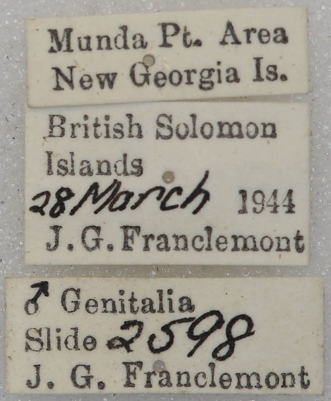 label view of adult Tiracola plagiata