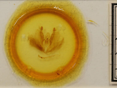 slide view of adult Tiracola plagiata