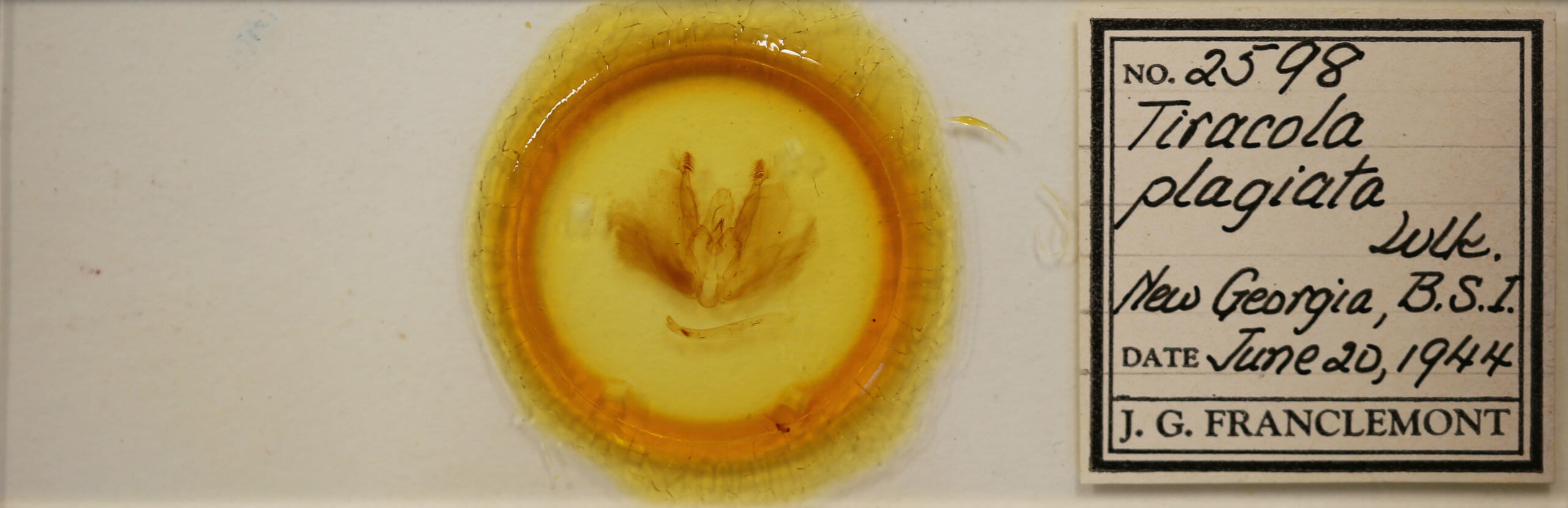 slide view of adult Tiracola plagiata