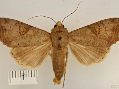 dorsal view of adult Tiracola plagiata