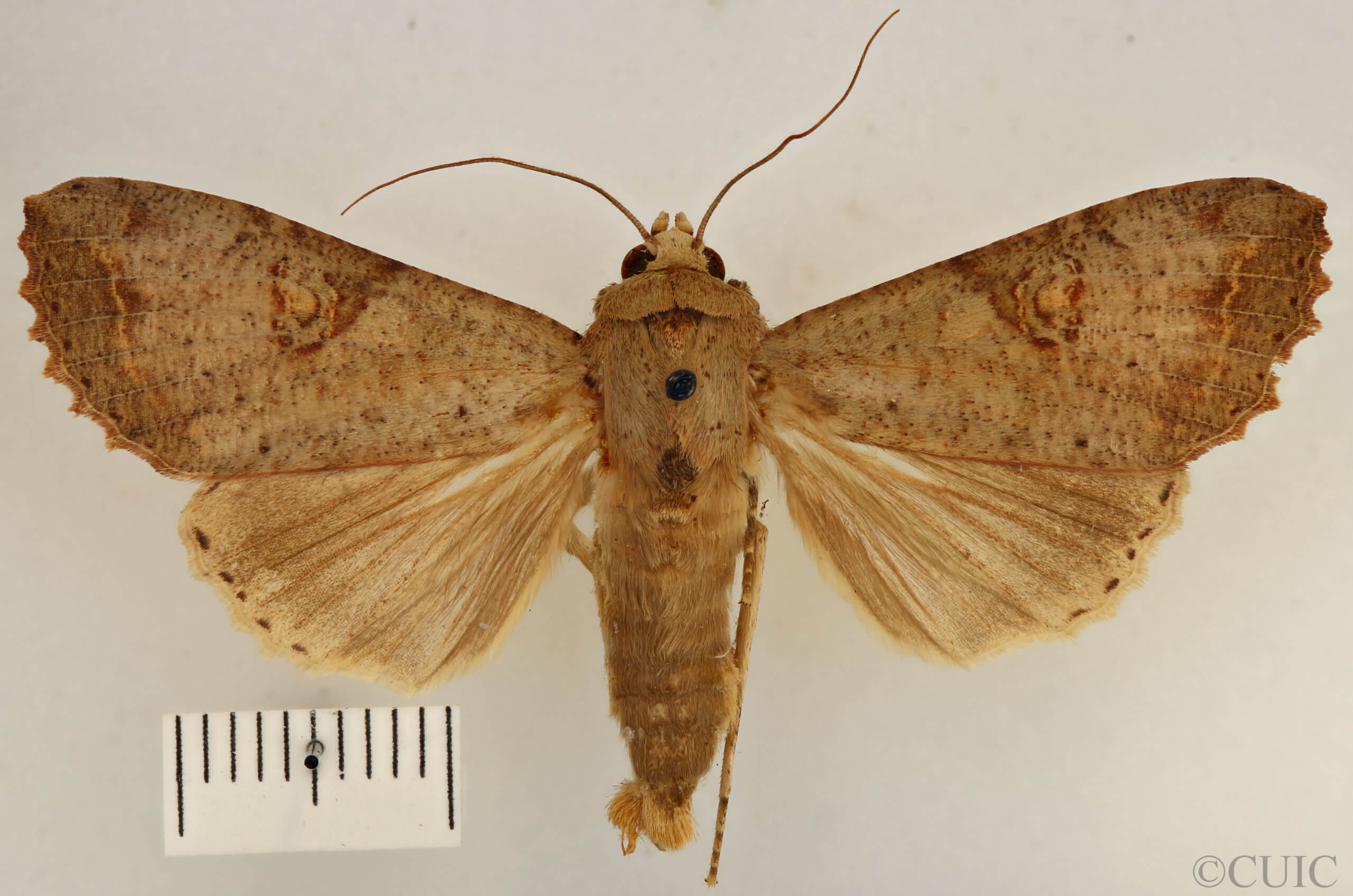 dorsal view of adult Tiracola plagiata