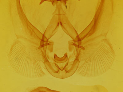 genitalia view of adult Elasmia cave