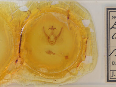 slide view of adult Elasmia cave