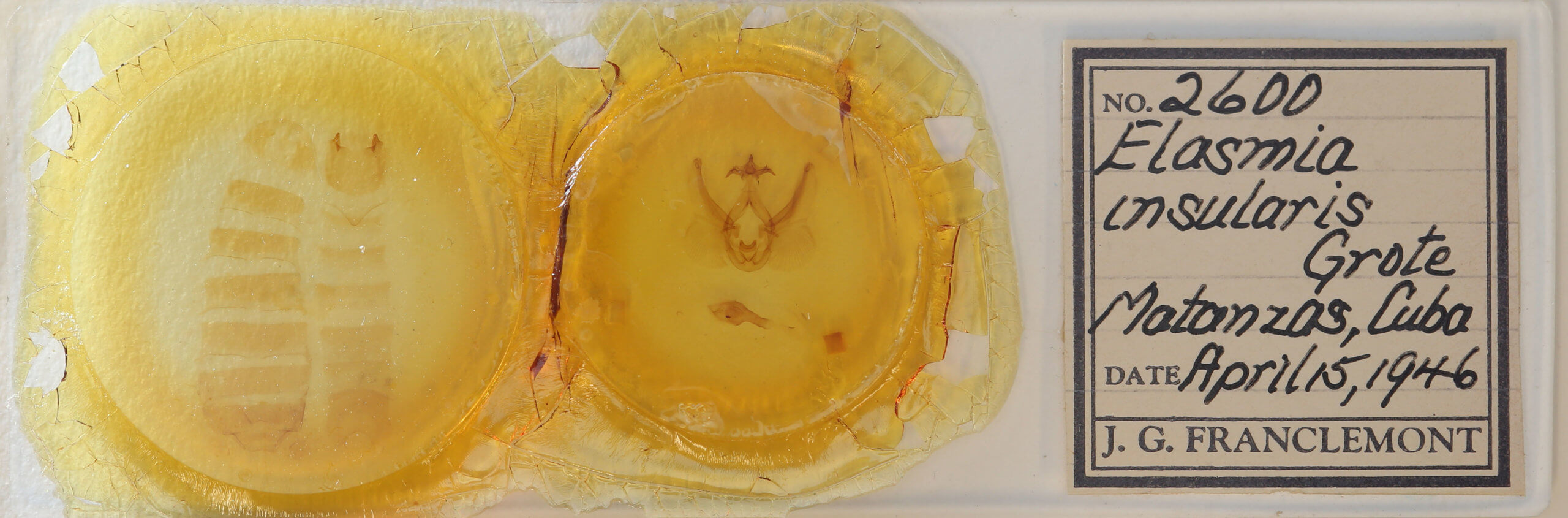 slide view of adult Elasmia cave