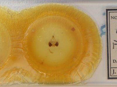 slide view of adult Clostera paraphora