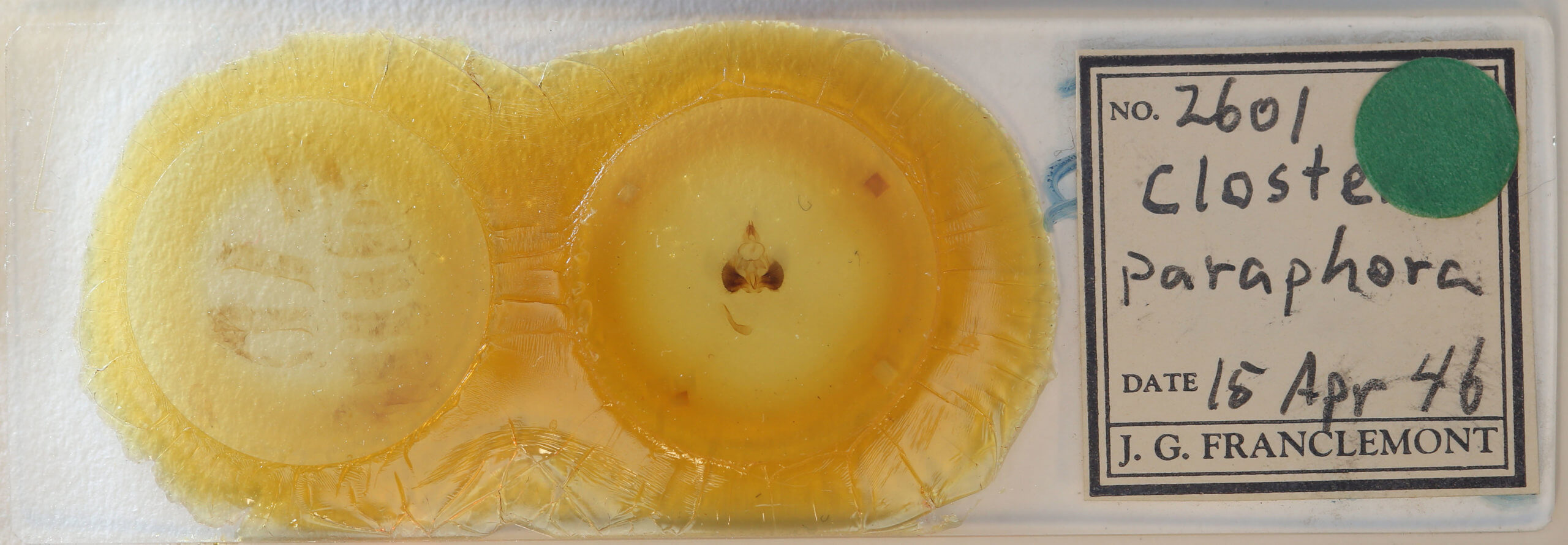 slide view of adult Clostera paraphora