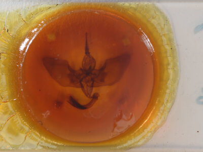 slide view of adult Lyssa