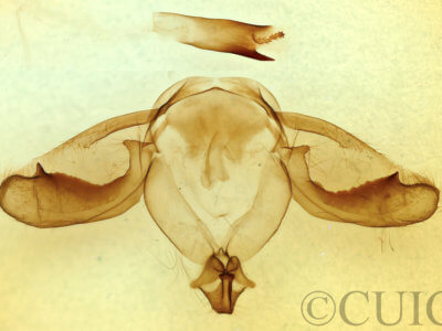 genitalia view of adult Notodonta torva