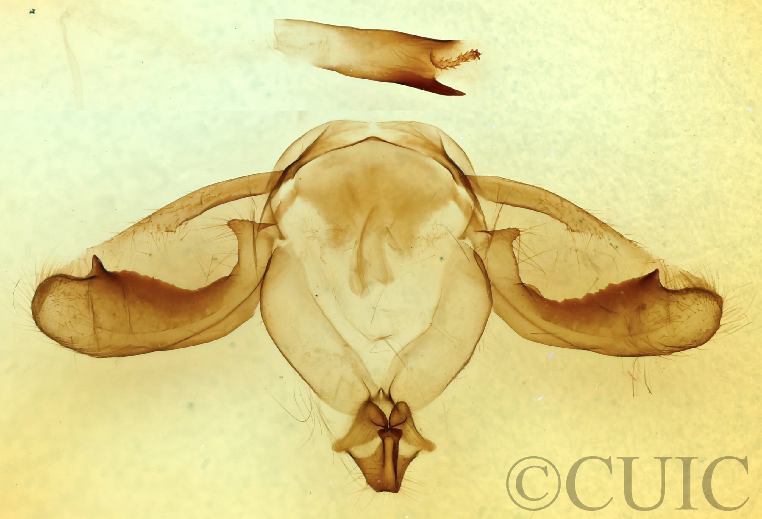 genitalia view of adult Notodonta torva
