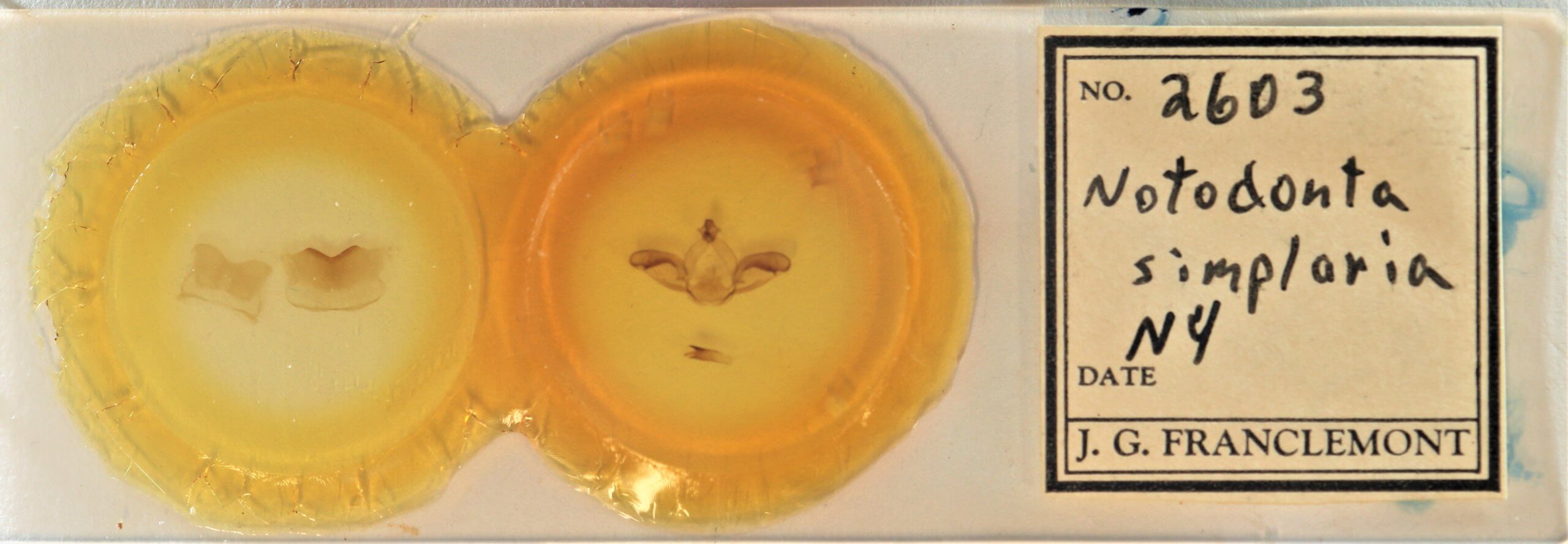 slide view of adult Notodonta torva