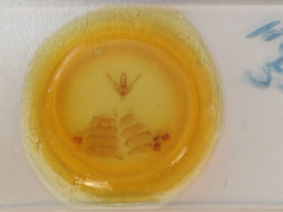 slide view of adult Hyblaea