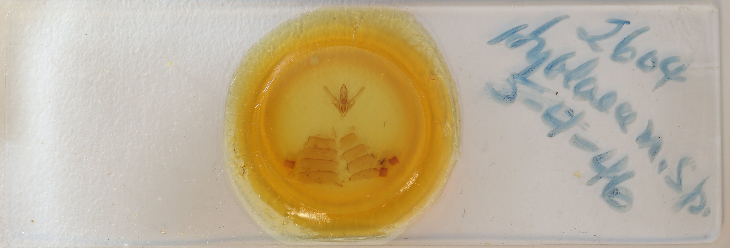 slide view of adult Hyblaea