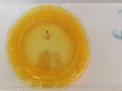 slide view of adult Hyblaea puera