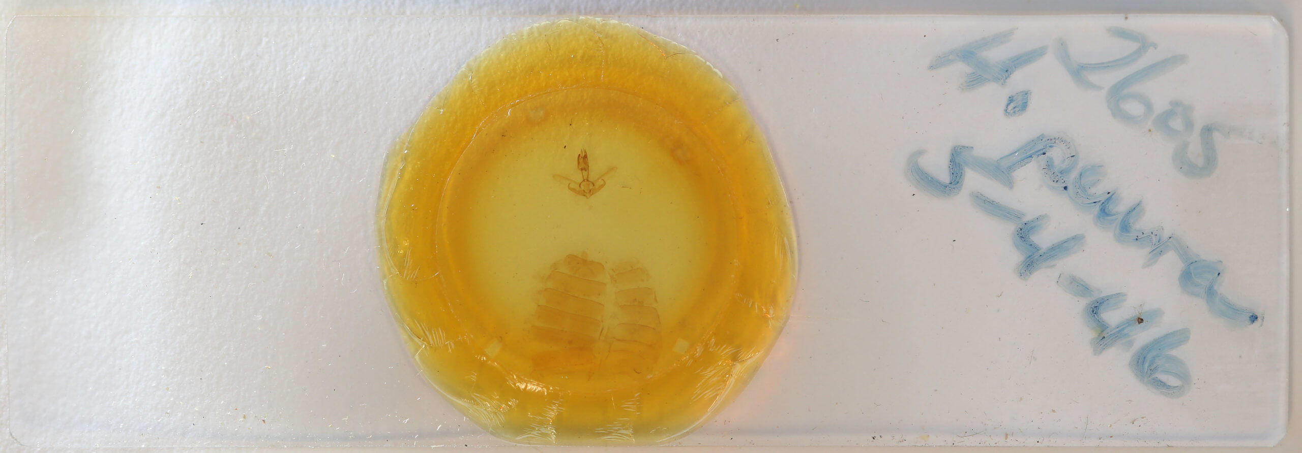 slide view of adult Hyblaea puera