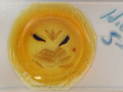 slide view of adult Hyblaea constellata