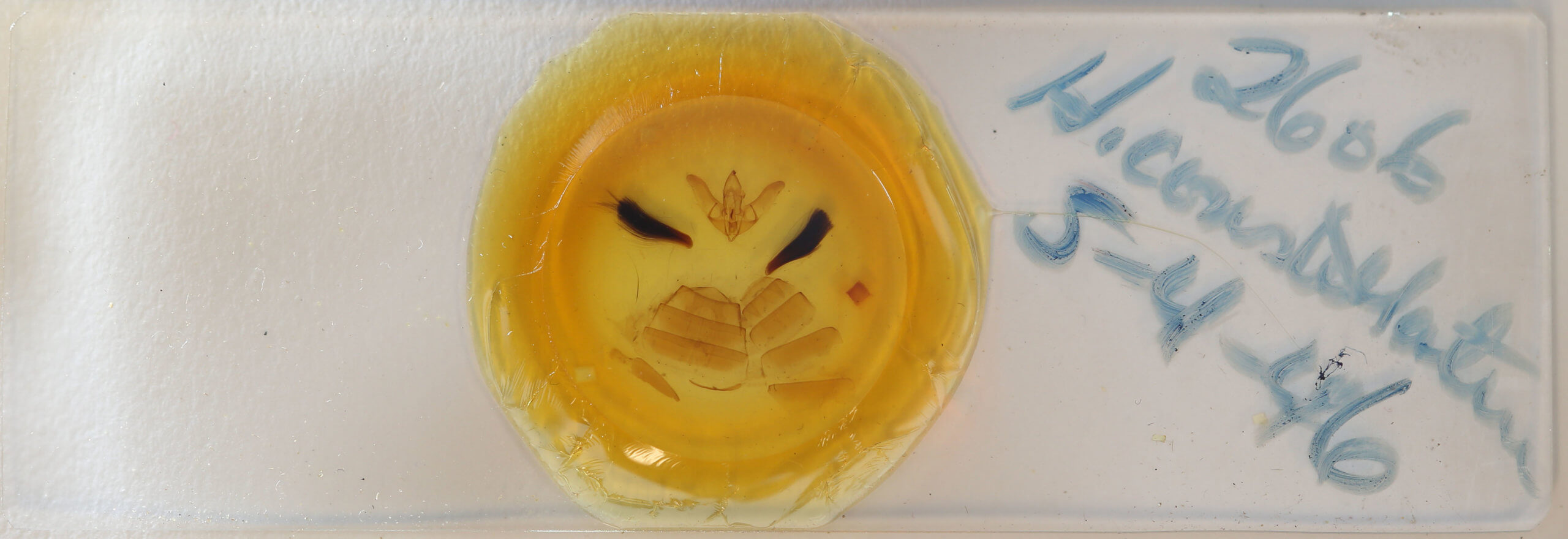 slide view of adult Hyblaea constellata