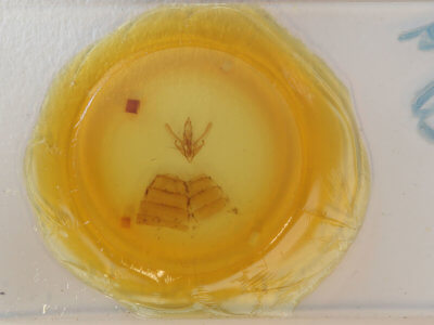 slide view of adult Hyblaea firmamentum