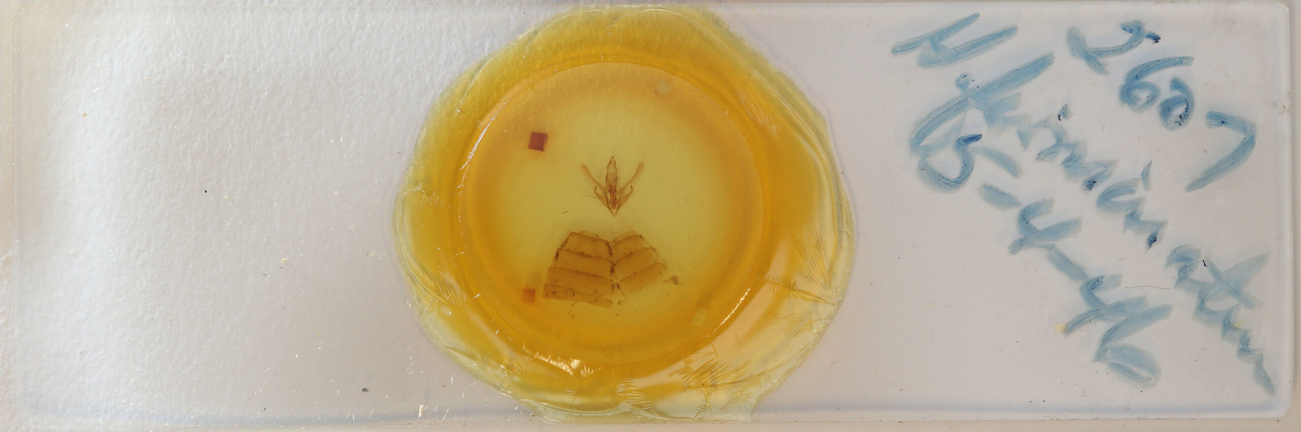 slide view of adult Hyblaea firmamentum