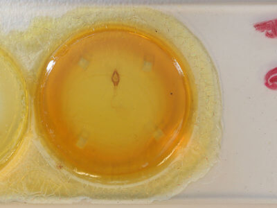 slide view of adult Hyblaea