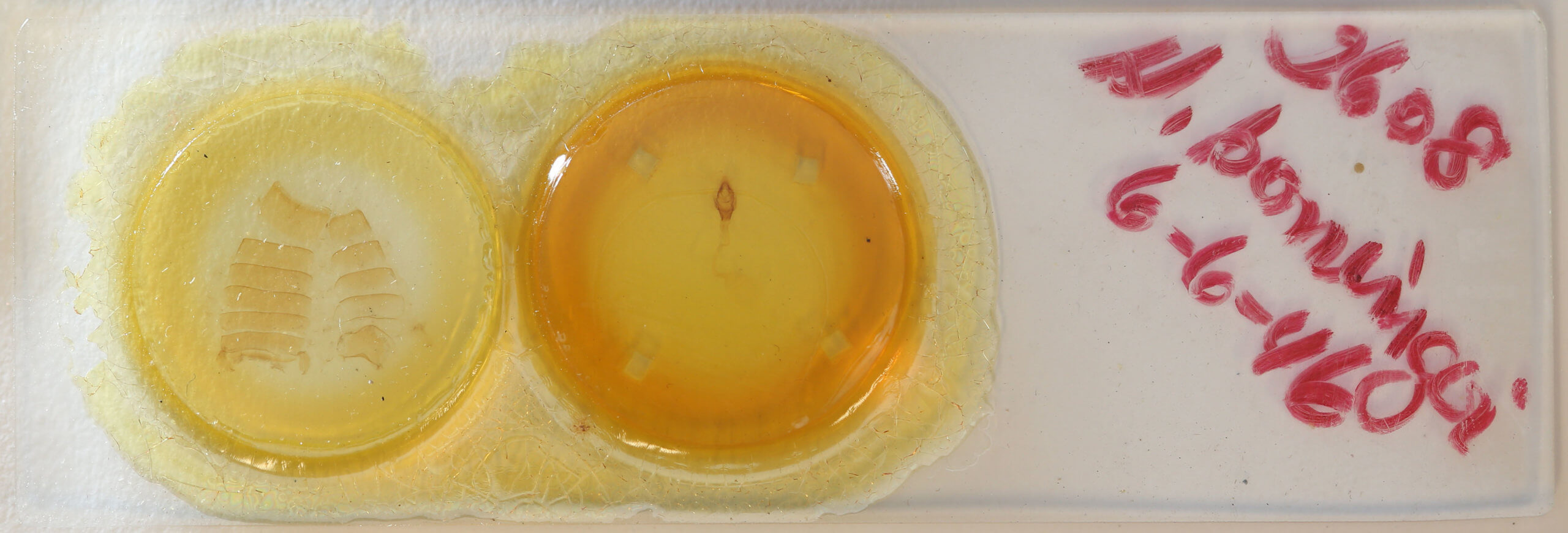 slide view of adult Hyblaea