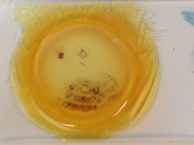 slide view of adult Apochima flabellaria