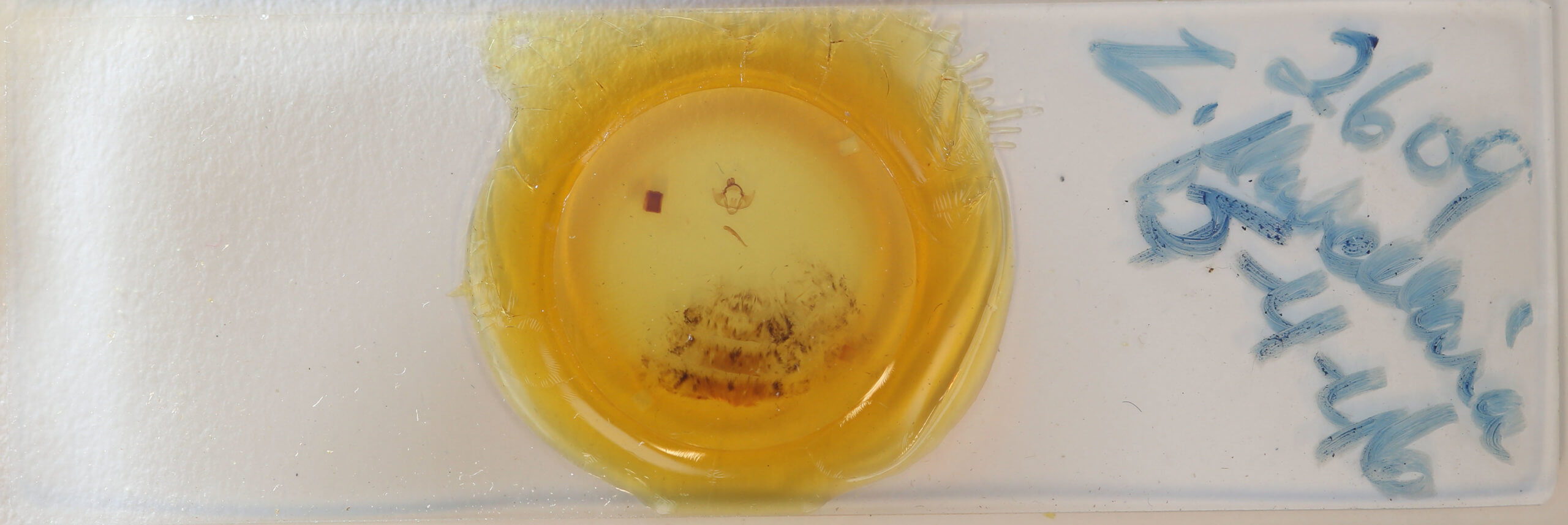 slide view of adult Apochima flabellaria