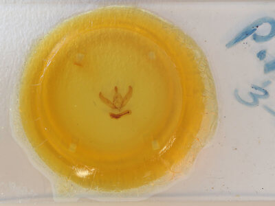 slide view of adult Psaphida thaxterianus