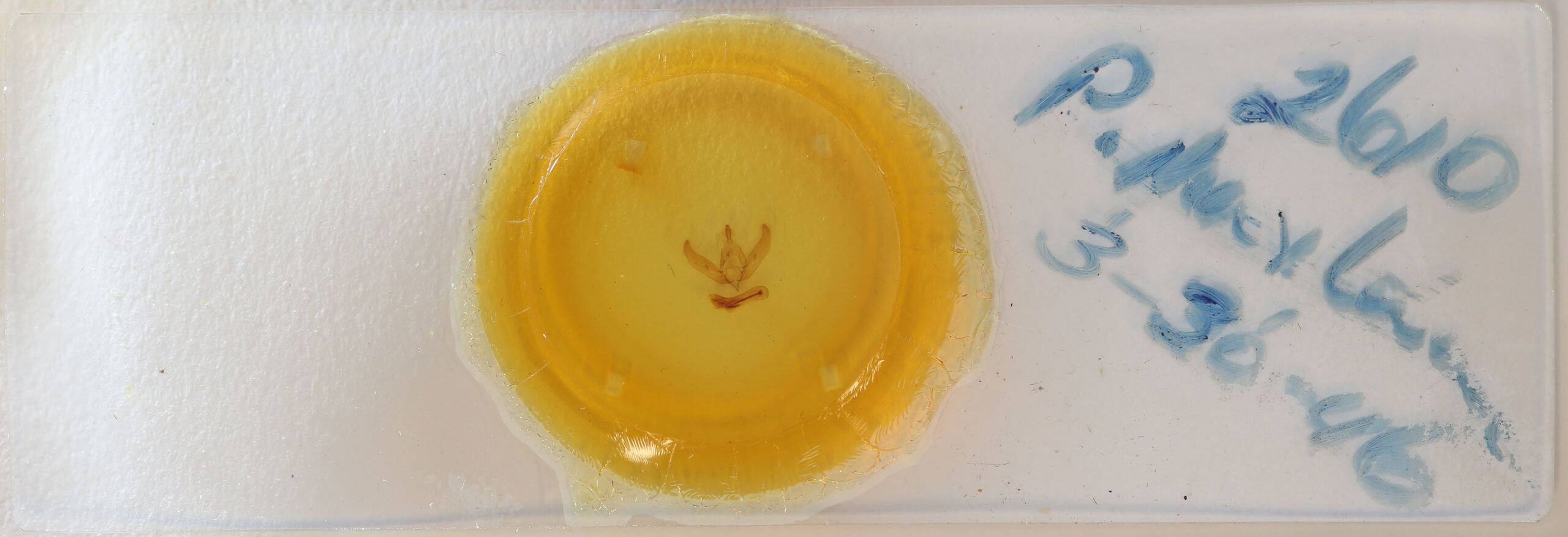 slide view of adult Psaphida thaxterianus