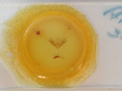 slide view of adult Acronicta connecta