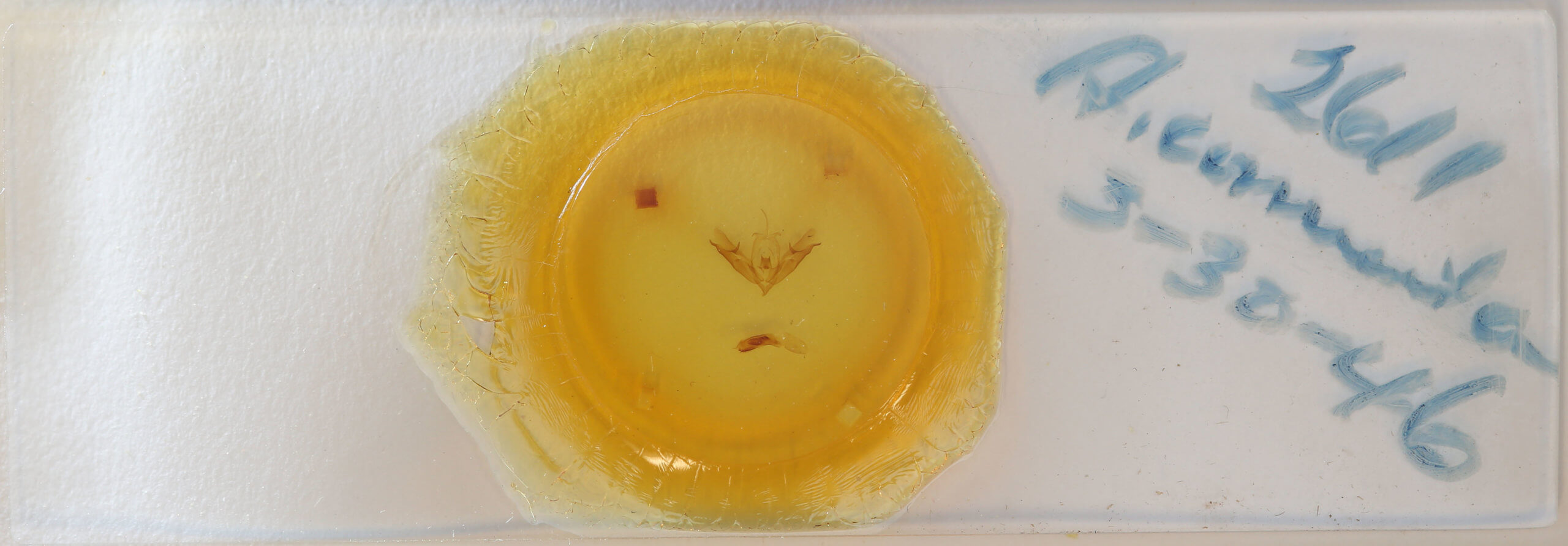 slide view of adult Acronicta connecta