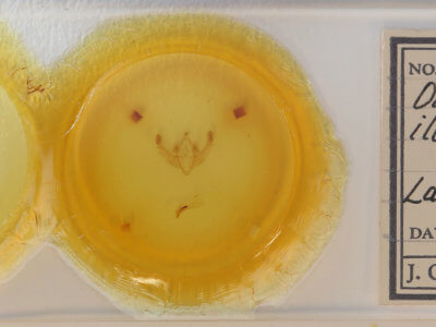 slide view of adult Fishia illocata