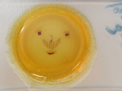 slide view of adult Acronicta rubricoma