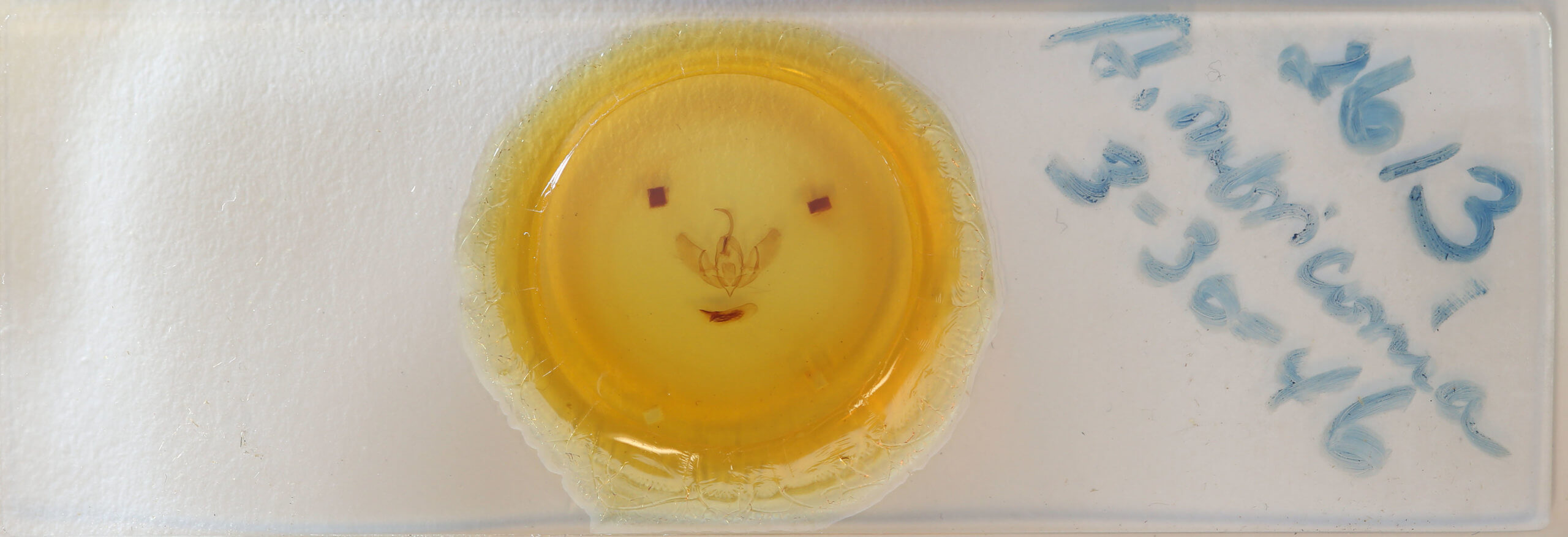 slide view of adult Acronicta rubricoma