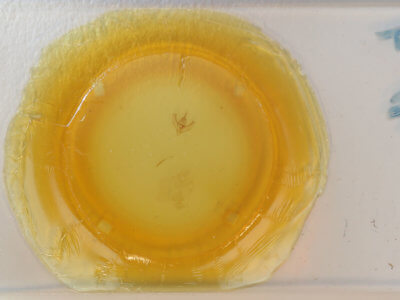 slide view of adult Lambdina vitraria