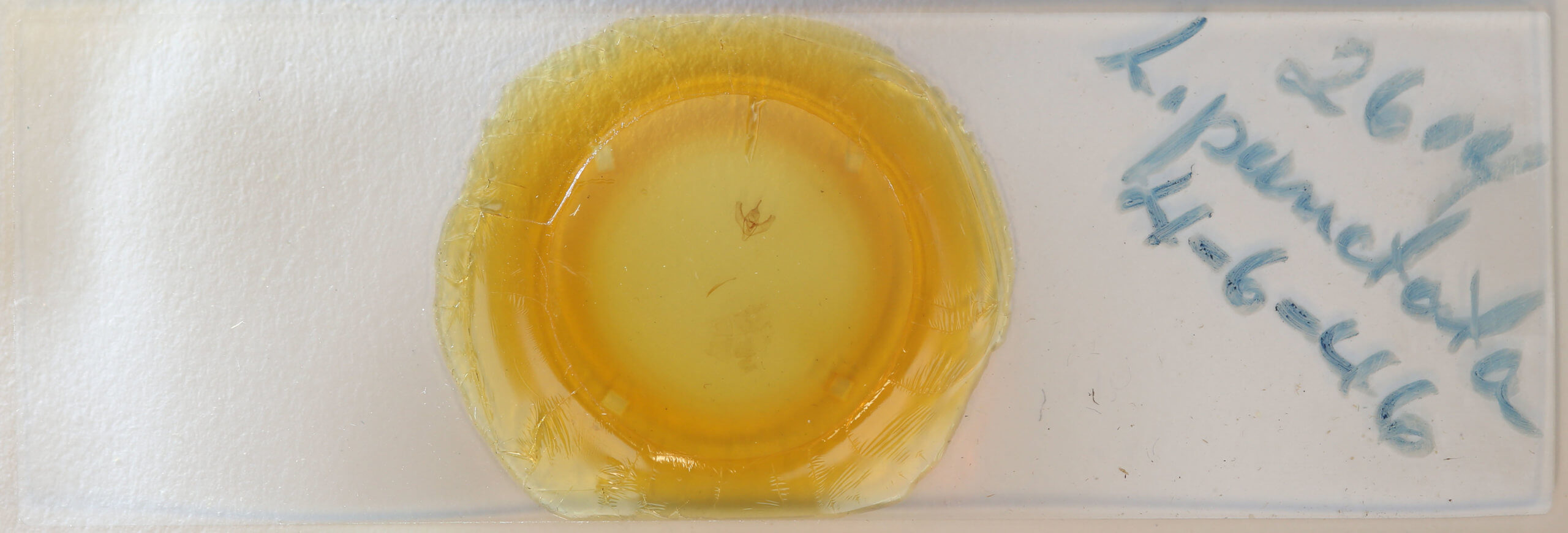 slide view of adult Lambdina vitraria