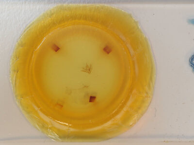 slide view of adult Lambdina vitraria