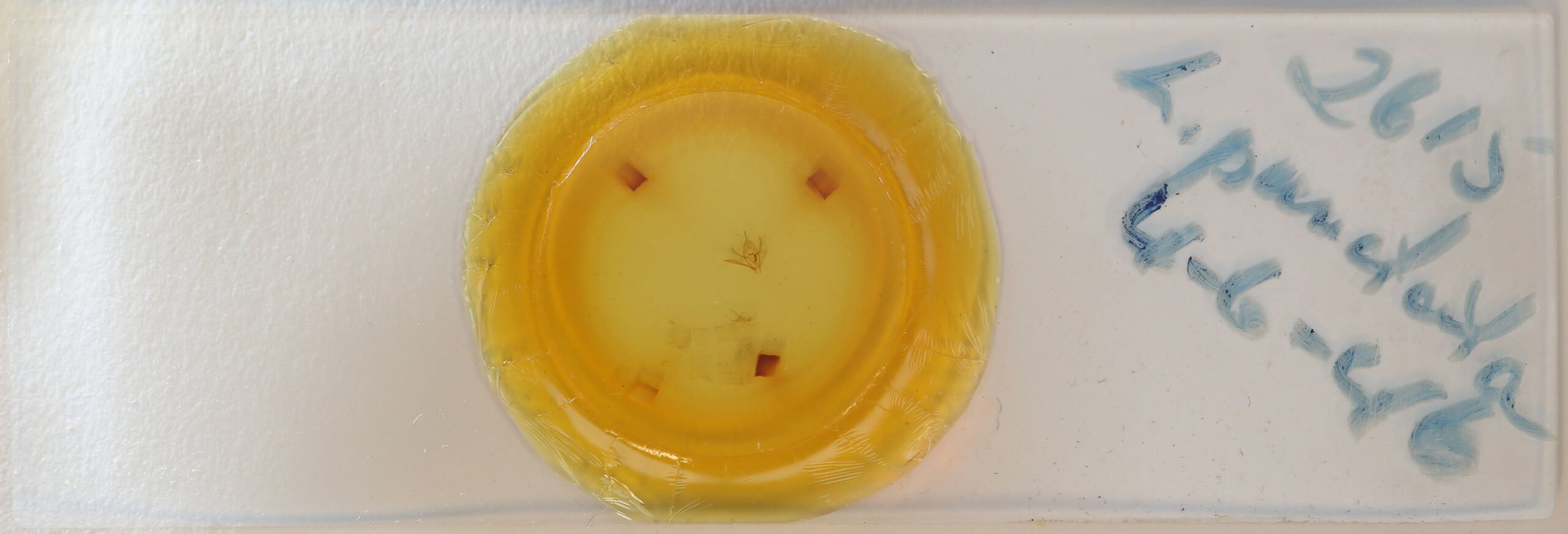 slide view of adult Lambdina vitraria