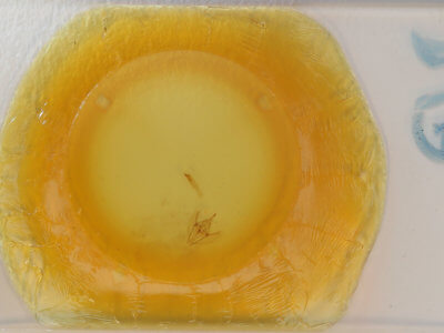 slide view of adult Tetracis